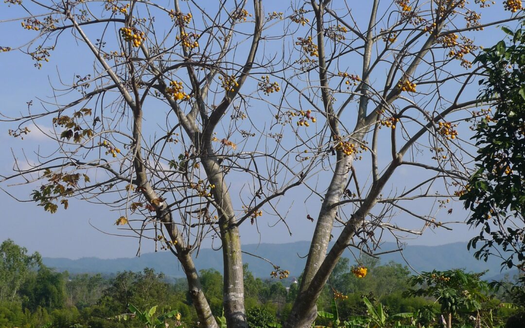 tree in Thailand